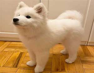 samoyed teddy bear dog