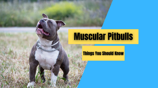 Muscular Pitbulls: Things You Should Know