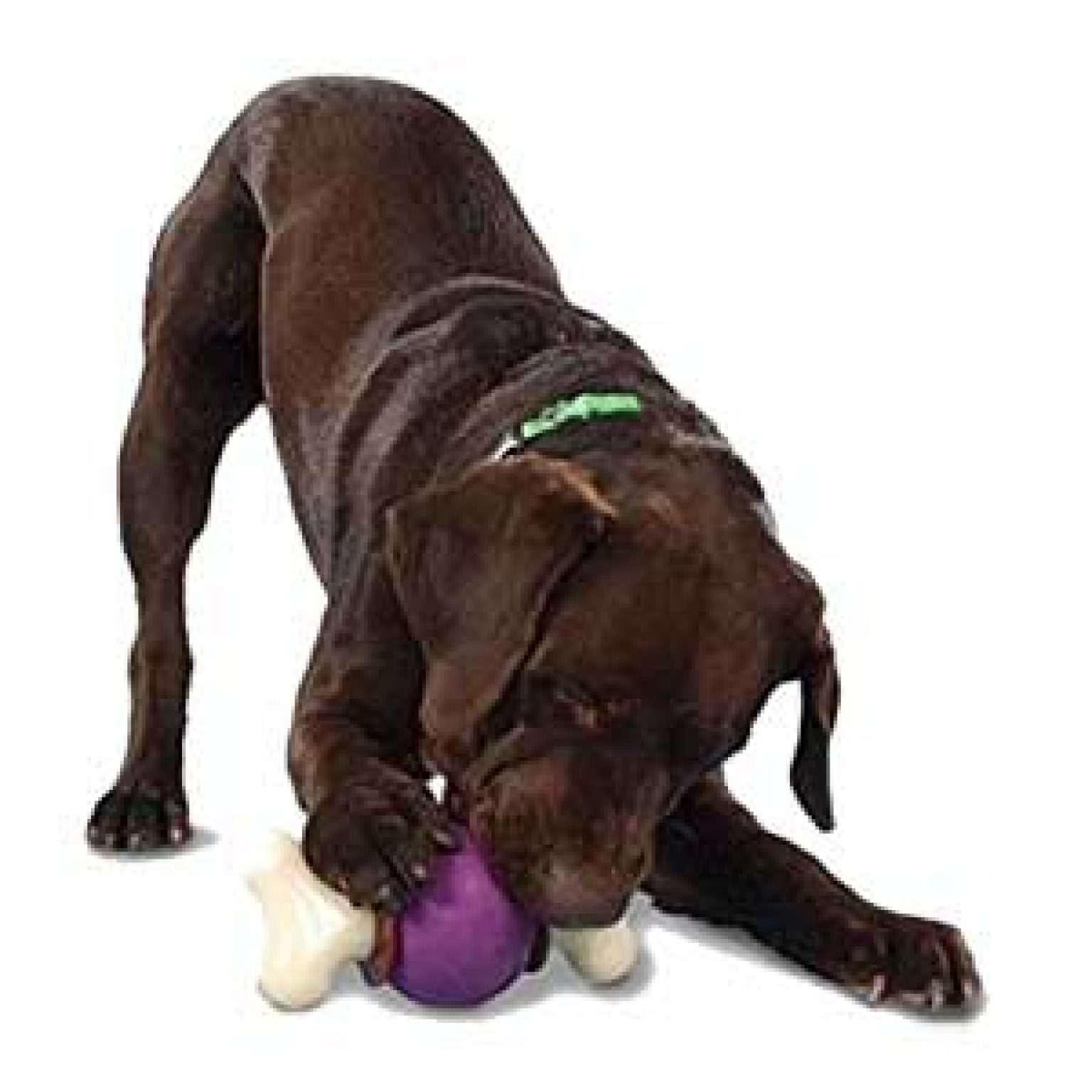 Dog toys Top Ten Most Popular Dog Toys In 2017 A complete Review