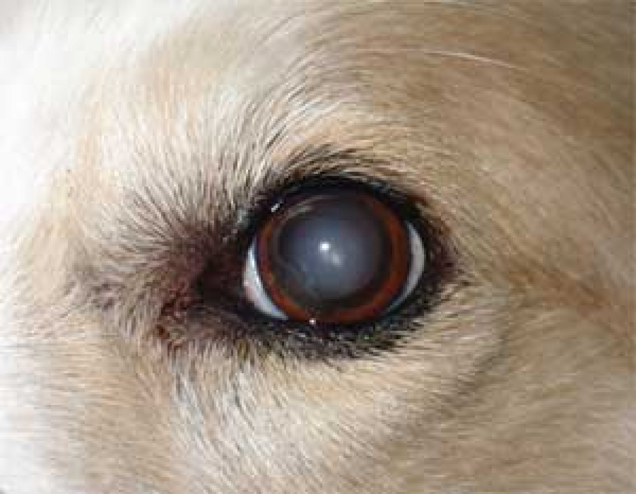 Dog Eye Problems | Eight Most Common Eye Problems of Dogs In 2017