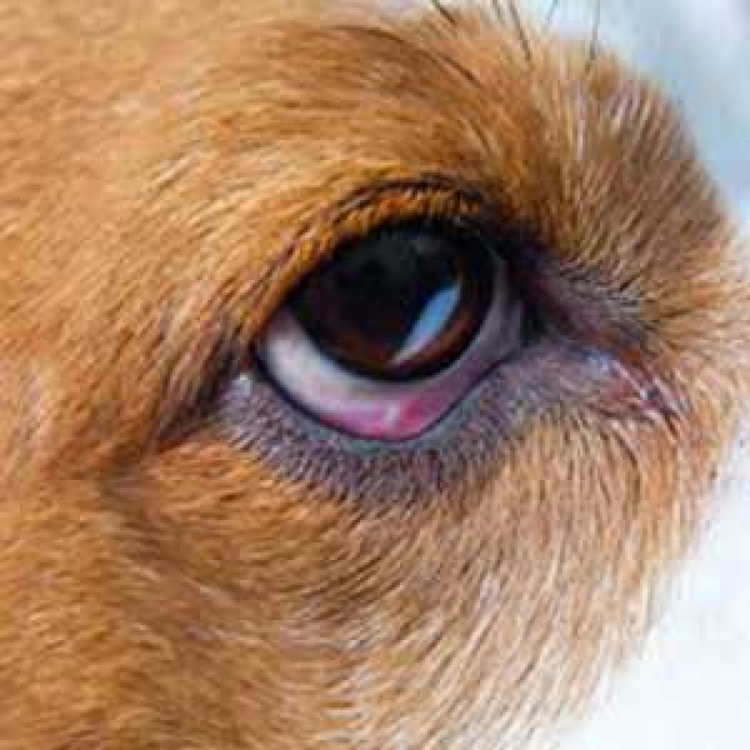 Dog Eye Problems Eight Most Common Eye Problems of Dogs In 2017