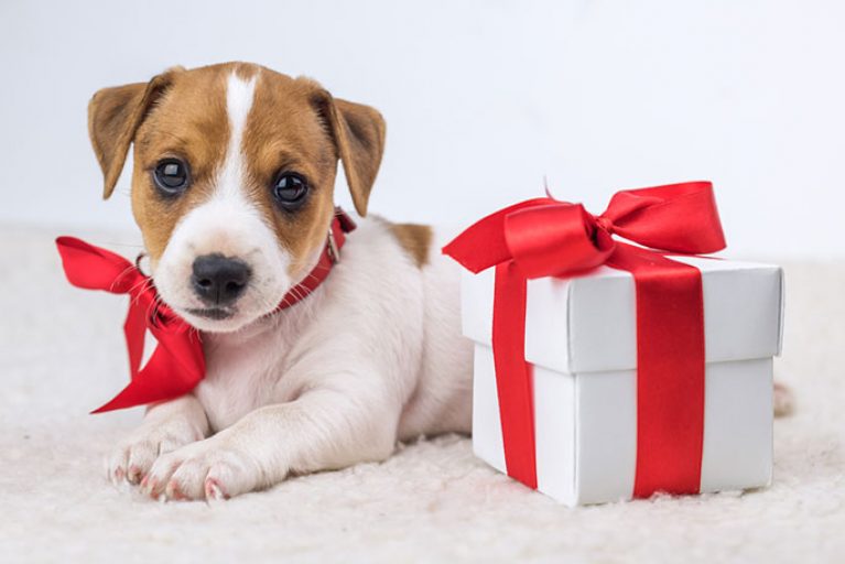 Dog Gifts Best Dog Gifts Ideas for Christmas