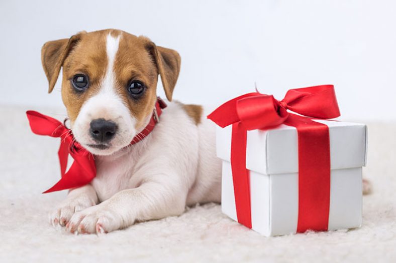 Dog Gifts | Best Dog Gifts Ideas for Christmas - Petdogplanet.com