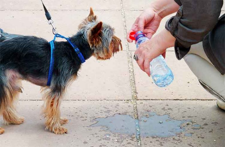 dog water bottle