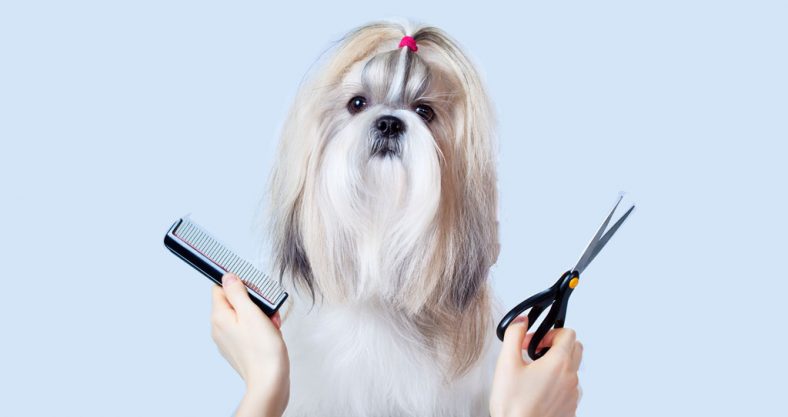 diy dog grooming