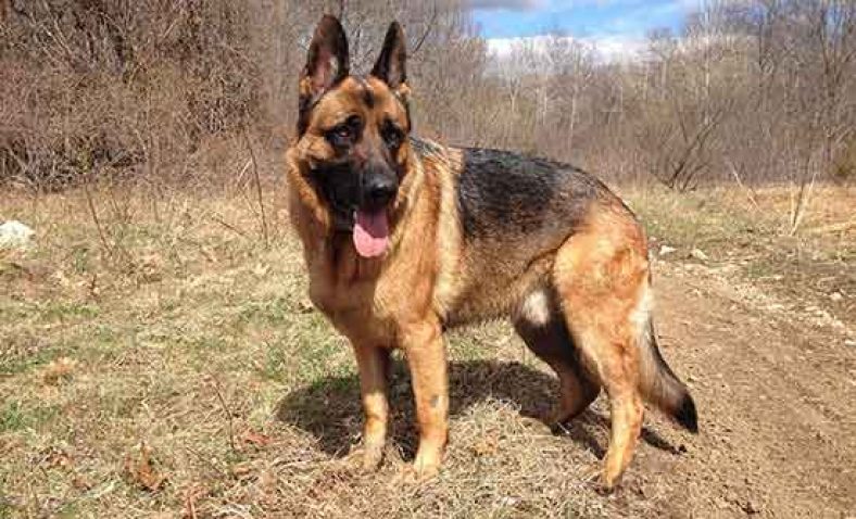 German Shepherd (GSD)