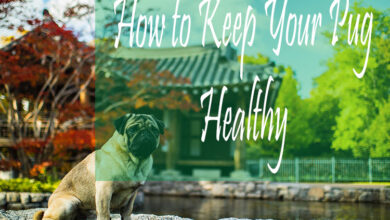 how to keep your dog healthy