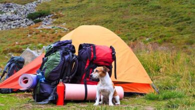 hiking with dog