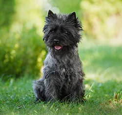 Cairn Terrier