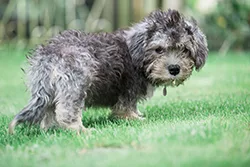 Dandie Dinmont Terrier