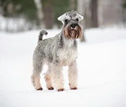 Miniature Schnauzer