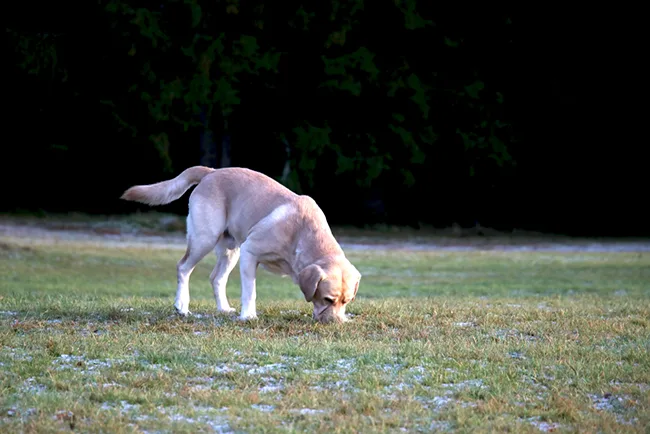 How to Stop a Dog From Eating Poop