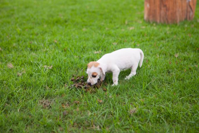 how to stop a dog from eating poop