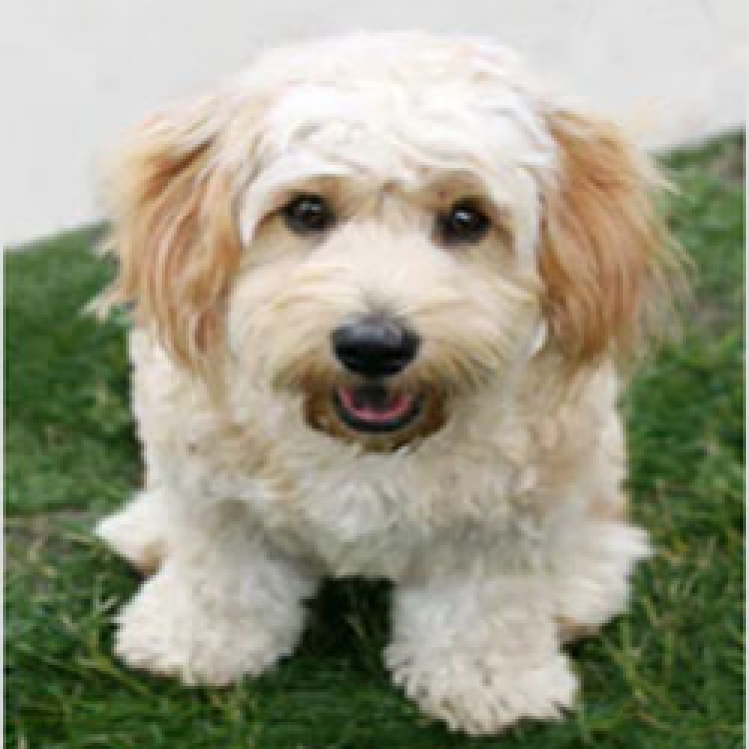 cavachon teddy bear