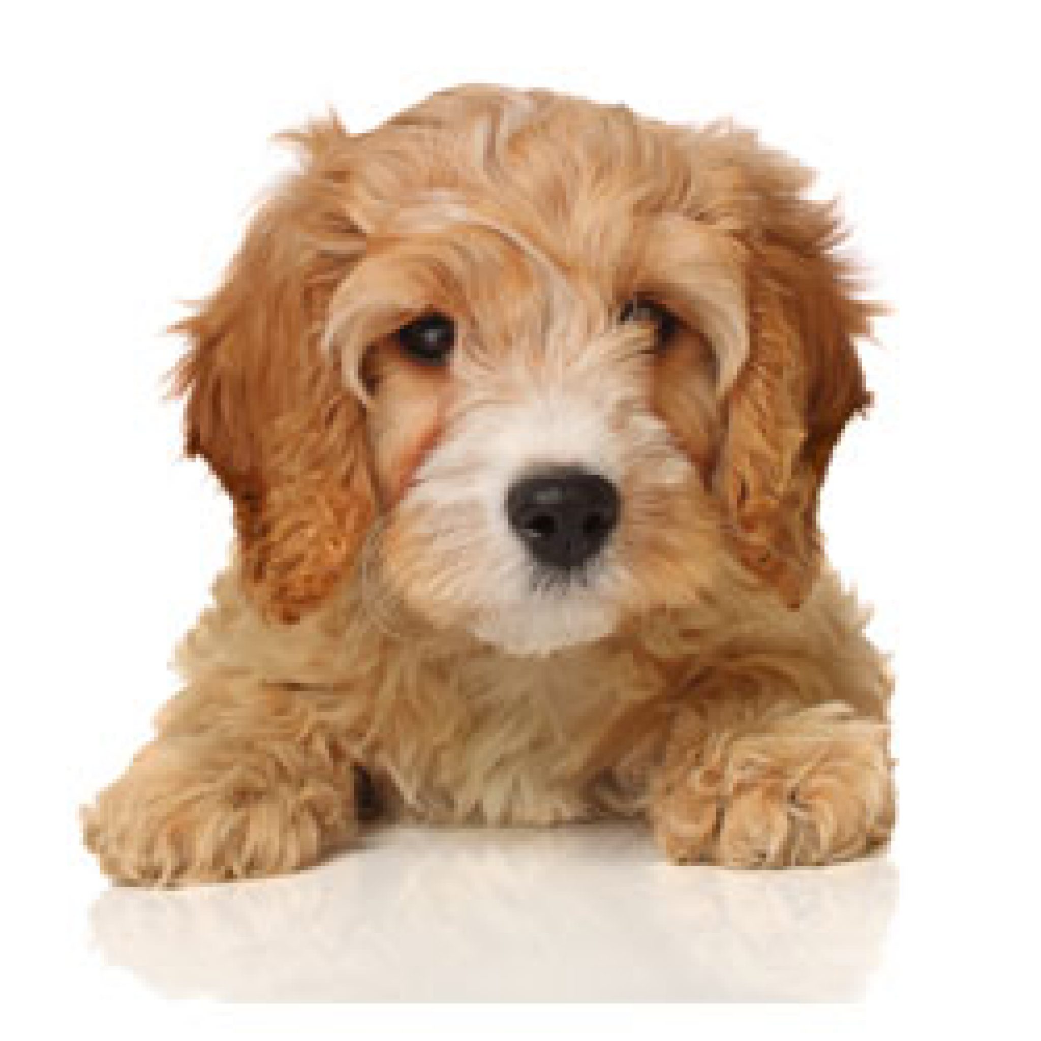 cavapoo teddy bear