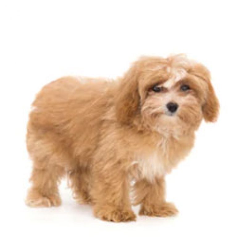 maltipoo teddy bear dog