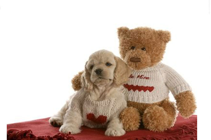 brown teddy bear dog