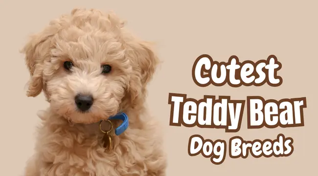 at what age are teddy bear puppies full grown