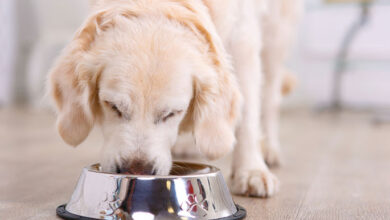 Pet Bowl