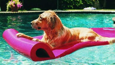 Exciting Games to play with Your Dog This Summer