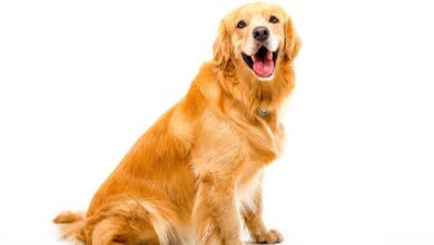 golden retriever