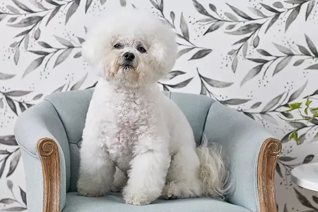 Bichon Frise dog for senior