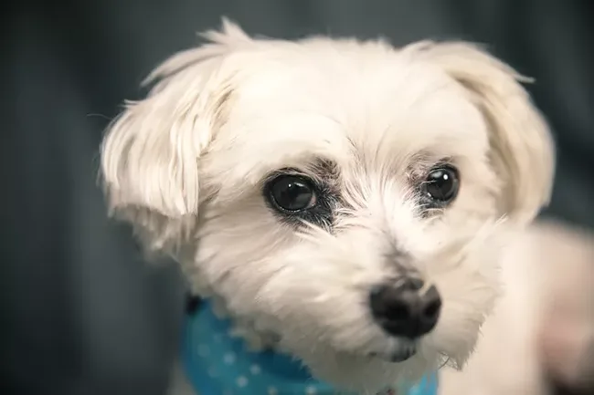 Maltese - dog for senior