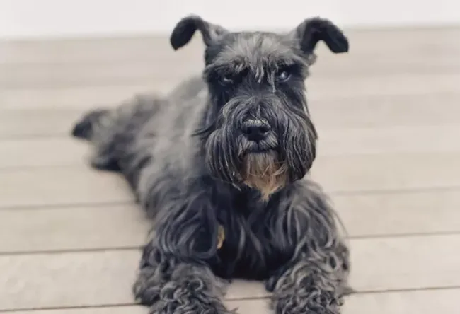 Miniature Schnauzer - dog for senior