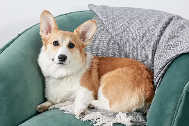 Pembroke Welsh Corgi - dog for senior