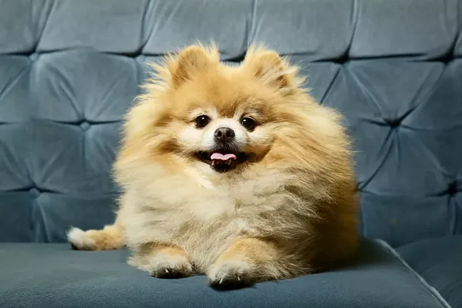 Pomeranian - dog for senior