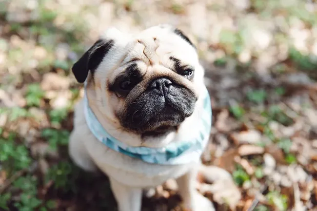 Pug - dog for senior