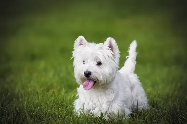 West Highland White Terrier