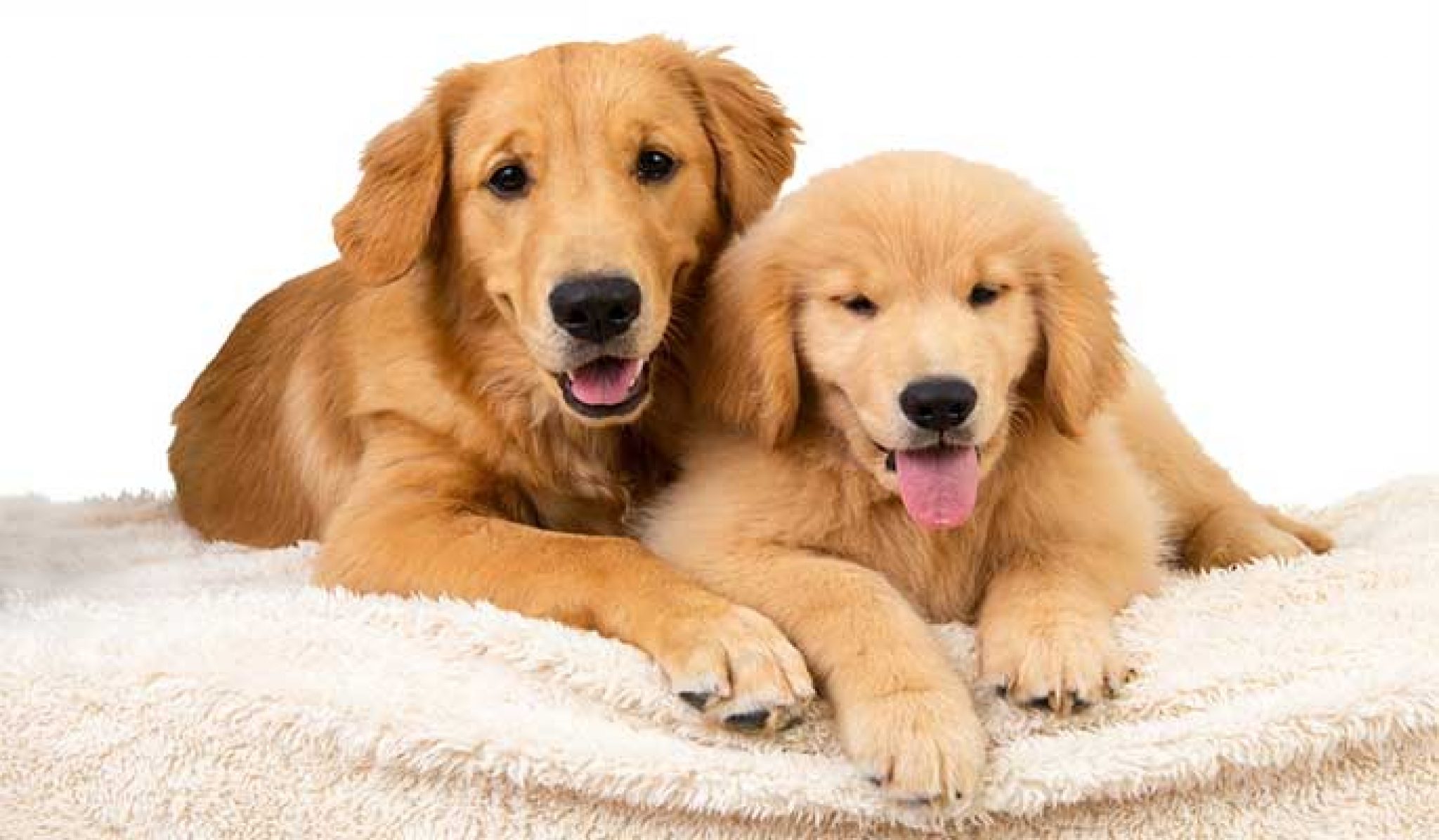 10 Best Dog Food For Golden Retrievers ( Adult + Puppy)