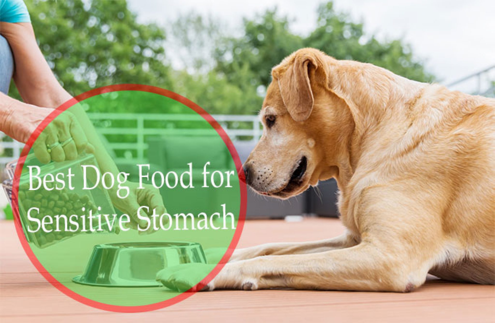 Best Dog Food for Sensitive Stomach