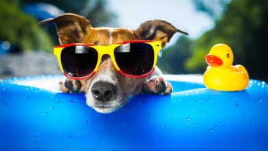 Things to Do With Your Dog This Summer