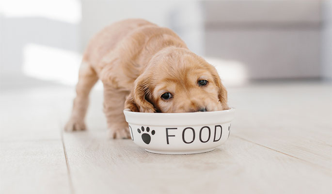 recommended puppy food