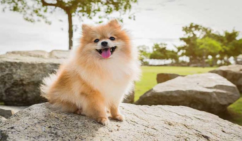 Best Dog Food For Pomeranian