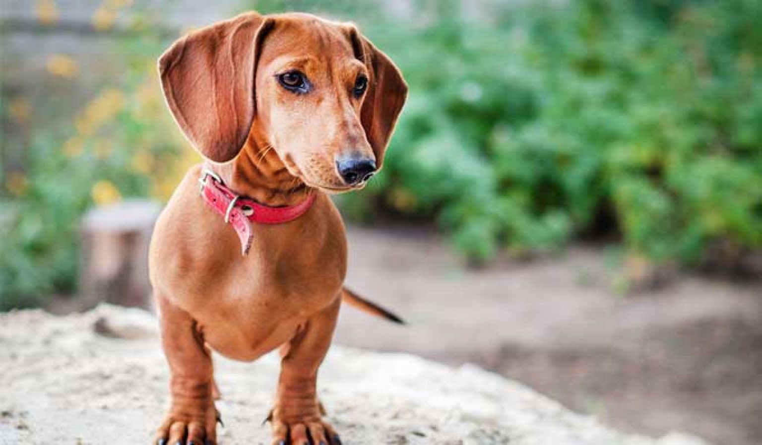 10 Best Dog Food For Dachshunds