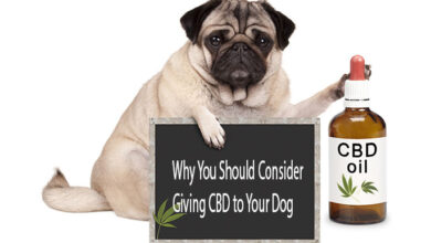 Why Should You Consider Giving CBD To Your Pet