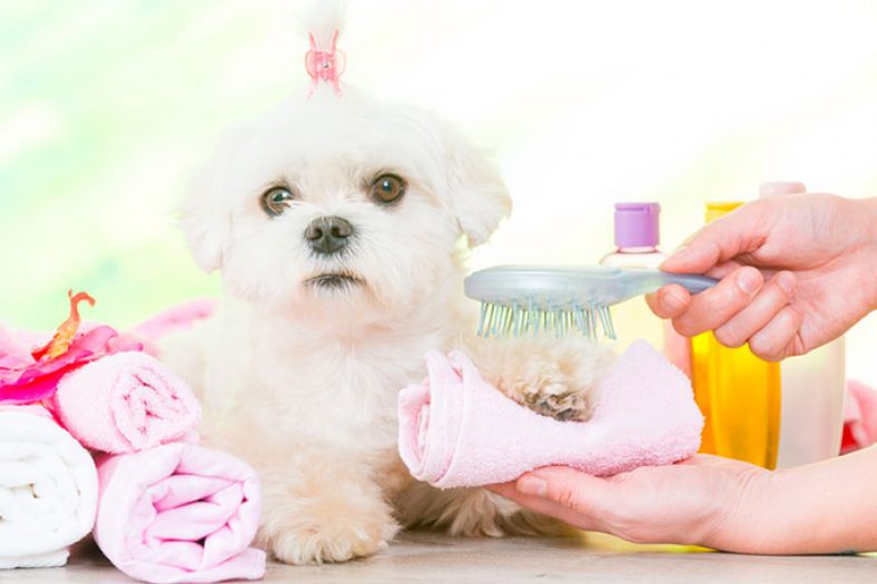 pamper puppy