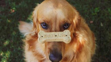 10 Most Obedient Dogs You Could Own