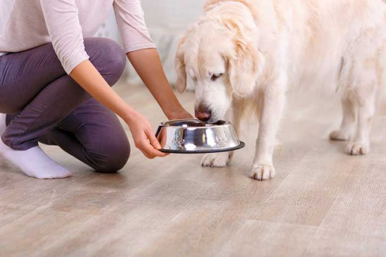 Advantages of Using a Pet Food Subscription Service