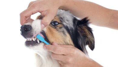 How to Take Care of Your Dog's Teeth