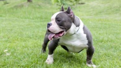 American Bully