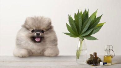 What Are The Effects Of CBD Oil For Dogs