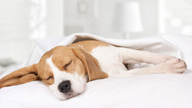 How to Make Sure Your Pet Gets Quality Sleeping Time