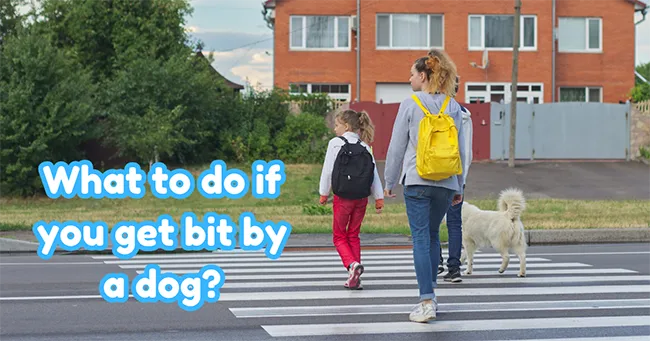 What to do if you get bit by a dog?