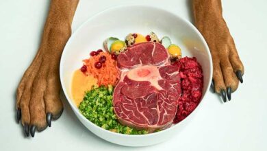 can dogs eat raw meat