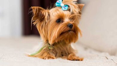 miniature dog breed