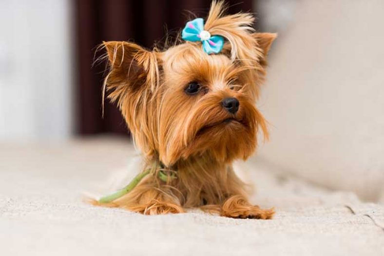 miniature dog breed